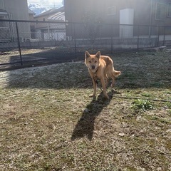 里親募集しています。