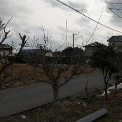 南高梅の木　3本　太い柿の木　2本