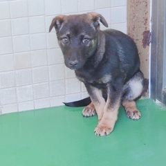 里親決定！有難うございました！　🆘保健所収容🐶怖くて噛んじゃう野...