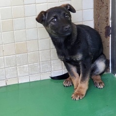 里親決定！有難うございました！　🆘保健所収容🐶怖くて噛んじゃう野犬子犬ちゃんが家族を待ってます🍀【県外譲渡可】 - 大村市