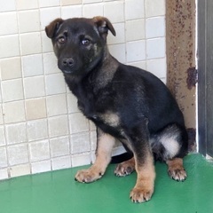 里親決定！有難うございました！　🆘保健所収容🐶怖くて噛んじゃう野犬子犬ちゃんが家族を待ってます🍀【県外譲渡可】 − 長崎県