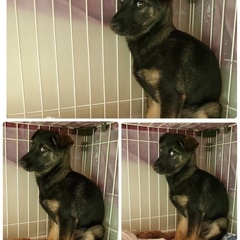 里親決定！有難うございました！　🆘保健所収容🐶怖くて噛んじゃう野犬子犬ちゃんが家族を待ってます🍀【県外譲渡可】 - 犬