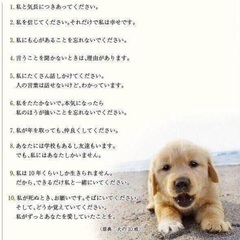 里親決定！有難うございました！　🆘保健所収容🐶怖くて噛んじゃう野犬子犬ちゃんが家族を待ってます🍀【県外譲渡可】 - 里親募集
