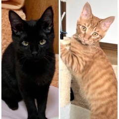 かわいい子猫兄妹です