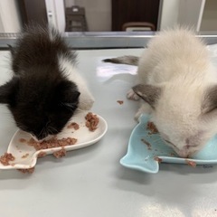 保護猫、保護犬にペット用品の寄付をお願いします。 - 所沢市