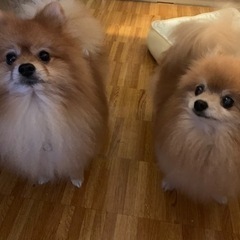 保護猫、保護犬にペット用品の寄付をお願いします。 - 助け合い