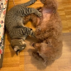 保護猫、保護犬にペット用品の寄付をお願いします。 - 手伝って/助けて