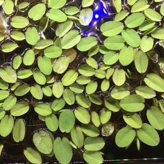 浮草①
