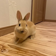ウサギ　1ヶ月半