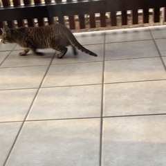 昨日から庭先に小柄な(年齢不明)マンチカン風の野良猫がいます。大切にして下さる方、保護をお願い致します！ - 仙台市