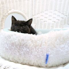 黒猫の野良ちゃん子猫を保護しました
