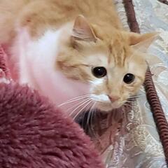 MIX　猫
