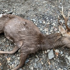 大物猟、狩猟、鹿猟メンバー募集!! 未経験のハンターさん大歓迎!! − 埼玉県