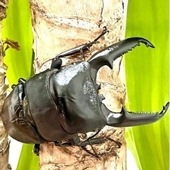 パラワンオオヒラタクワガタ♂♀♀大型個体【完売御礼】