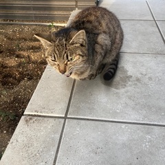 昨日から庭先に小柄な(年齢不明)マンチカン風の野良猫がいます。大切にして下さる方、保護をお願い致します！ − 宮城県