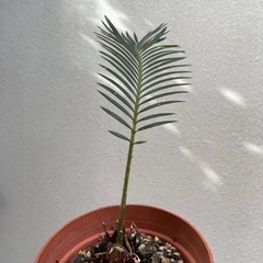ソテツ　カキコ　発根済み　の画像