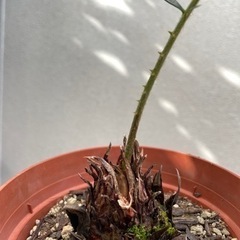 ソテツ　カキコ　発根済み　の画像