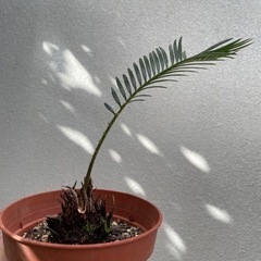 ソテツ　カキコ　発根済み　