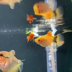 熱帯魚 ミッキーマウスプラティ 譲ります。