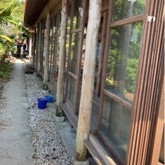 【売り切れました】チャーギ