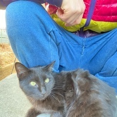 仲良し兄妹猫さん。飼い主不在を確認済み - 豊橋市