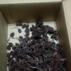 ヤシャブシ【全国発送可】の画像