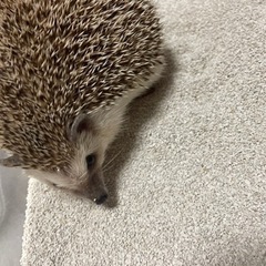 家庭の事情で飼えなくなりました。