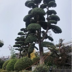庭の仕事 