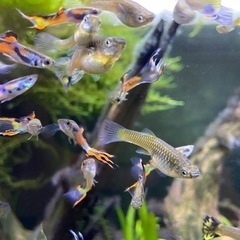 エンドラーズグッピー　1匹　50円ϵ( 'Θ' )϶の画像