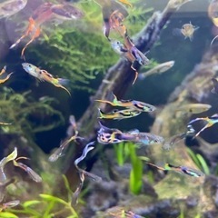 エンドラーズグッピー　1匹　50円ϵ( 'Θ' )϶の画像