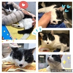 白黒くん★ちょっと弱気な甘えん坊★