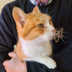 こんなに頑張りました。元野良ですがとっても可愛い子になりました‼ - 猫
