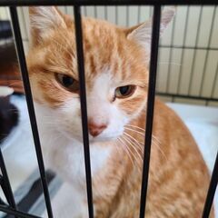 こんなに頑張りました。元野良ですがとっても可愛い子になりました‼ − 茨城県