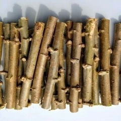 キャッサバ芋　苗 ５０本セット