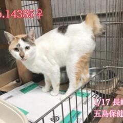 離島から助けを求めています
