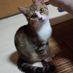 猫探してます。