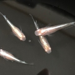 王妃メダカの有精卵です✩.*˚