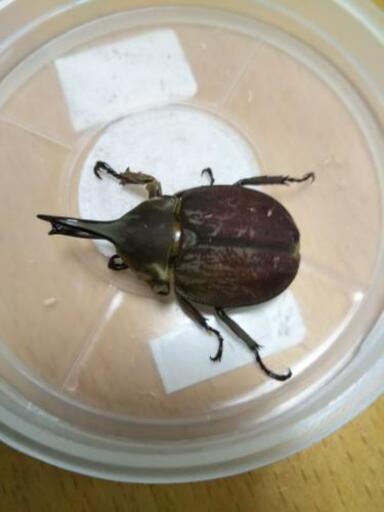 グランディスヒナカブト初2令幼虫6頭になります。