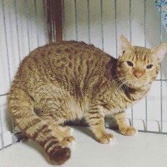 オシキャット　めずらしいブラウン毛色の優しい子
