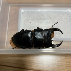 オオクワガタ　73㎜　♂♀♀