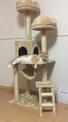 キャットタワー 破損あり