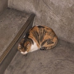 迷い猫