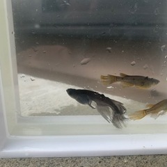 サタンレッドテール 8匹