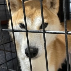 可愛らしい柴犬