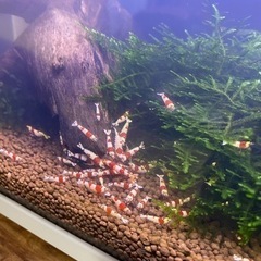 レッドビーシュリンプ　