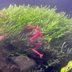 レッドチェリーシュリンプの画像