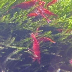 レッドチェリーシュリンプの画像