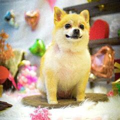 ジモティー限定企画開催‼️ トリミングさせて下さい🐶