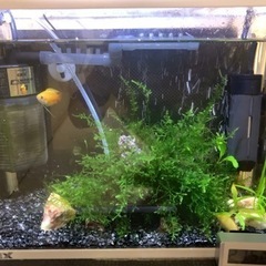ゴールデンハニードワーフグラミー　30センチ水槽セット