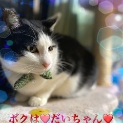里親決定♥️ボクはだいちゃん❤️